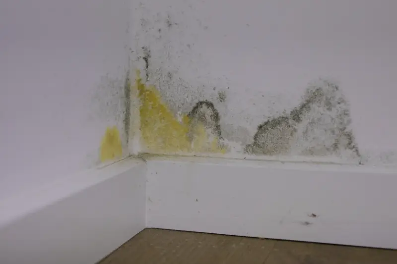 Mold Remediation Experts