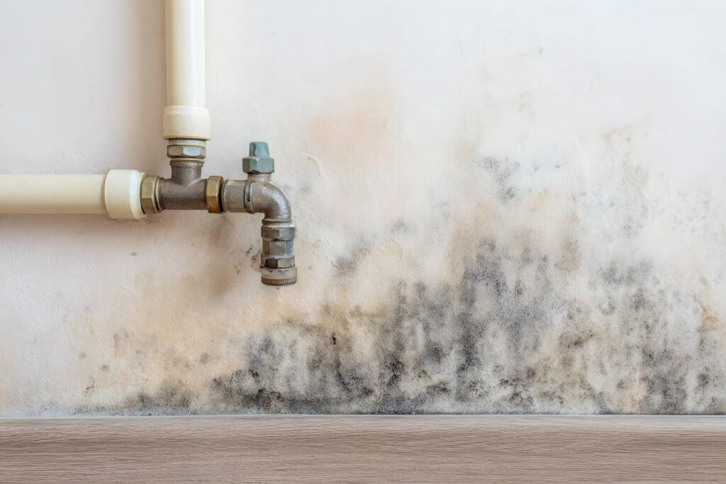 Water pipes on a wall with black mold and mildew growth near the baseboard.
