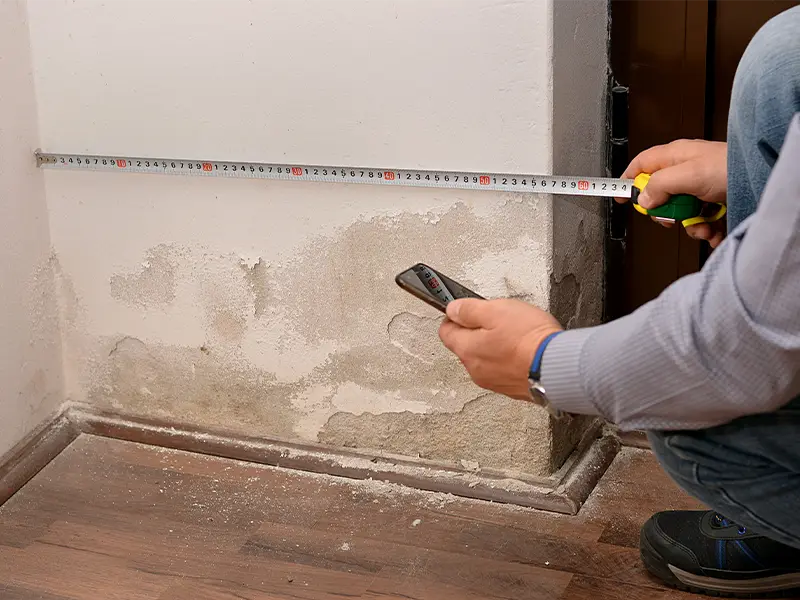 Professional mold remediation services