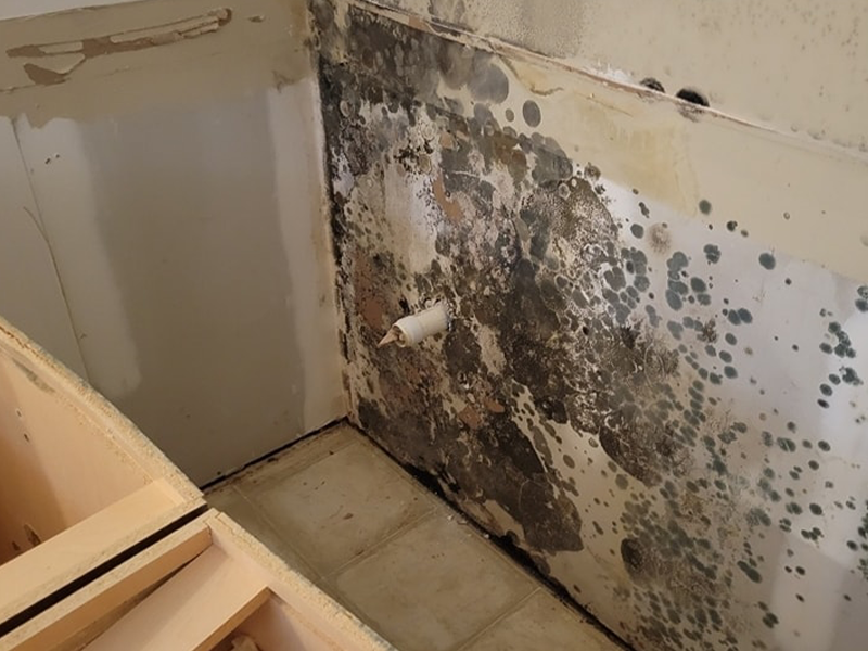 Professional mold remediation services